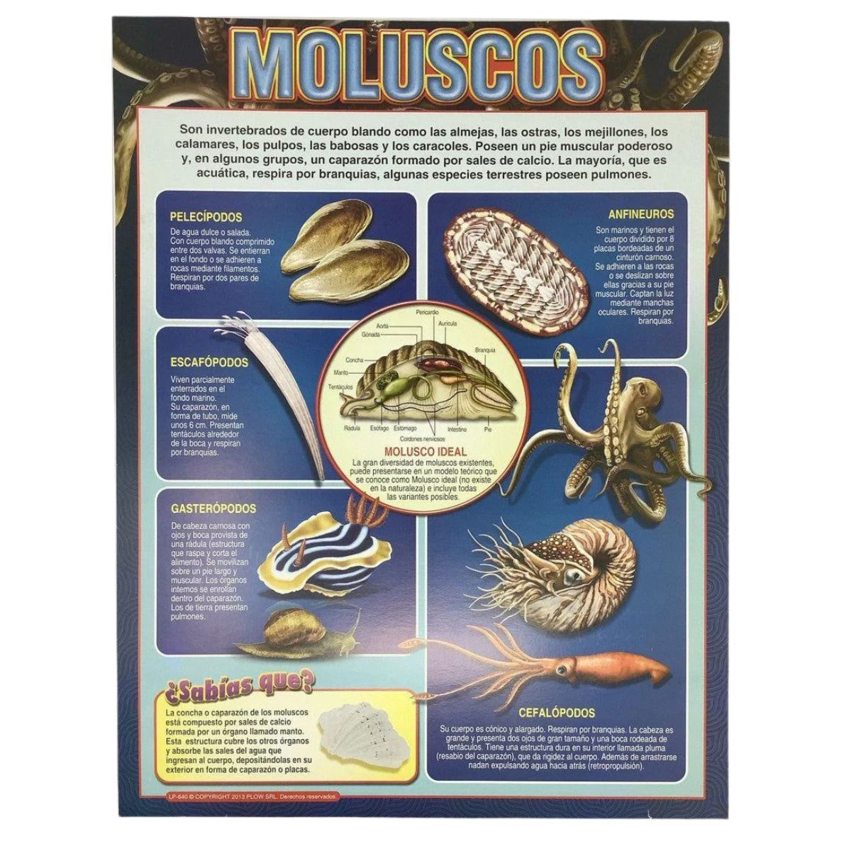 CARTEL MOLUSCOS
