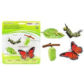 LIFE CYCLE OF A MONARCH BUTTERFLY