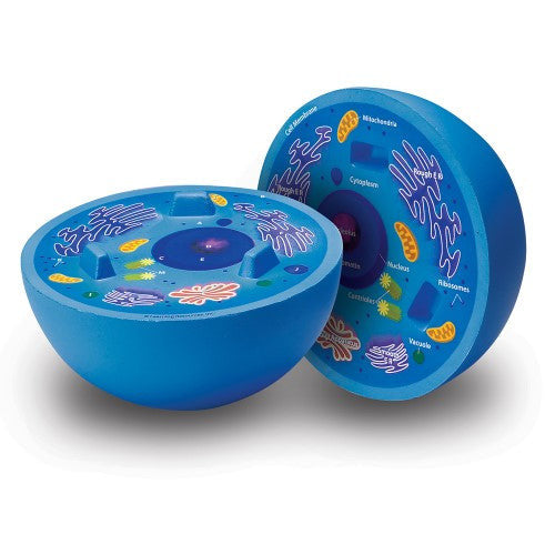 Cross Section Animal Cell Model