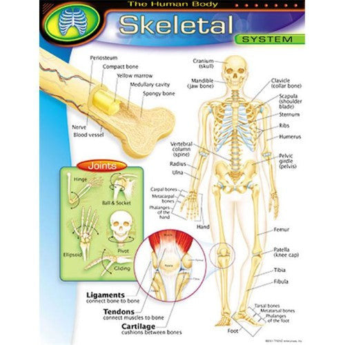 THE HUMAN BODY_x0096_SKELETAL SYSTEM CHART