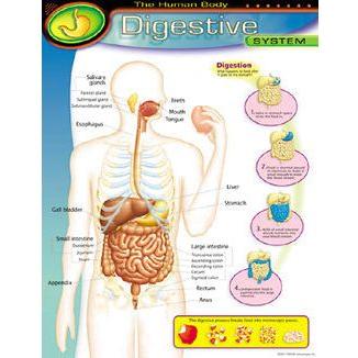 THE HUMAN BODY_x0096_DIGESTIVE SYSTEM CHART