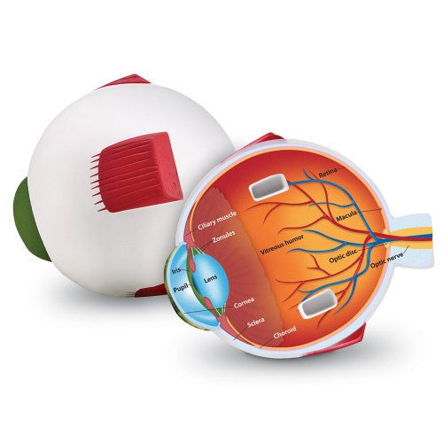 SOFT FOAM CROSS-SECTION EYE MODEL