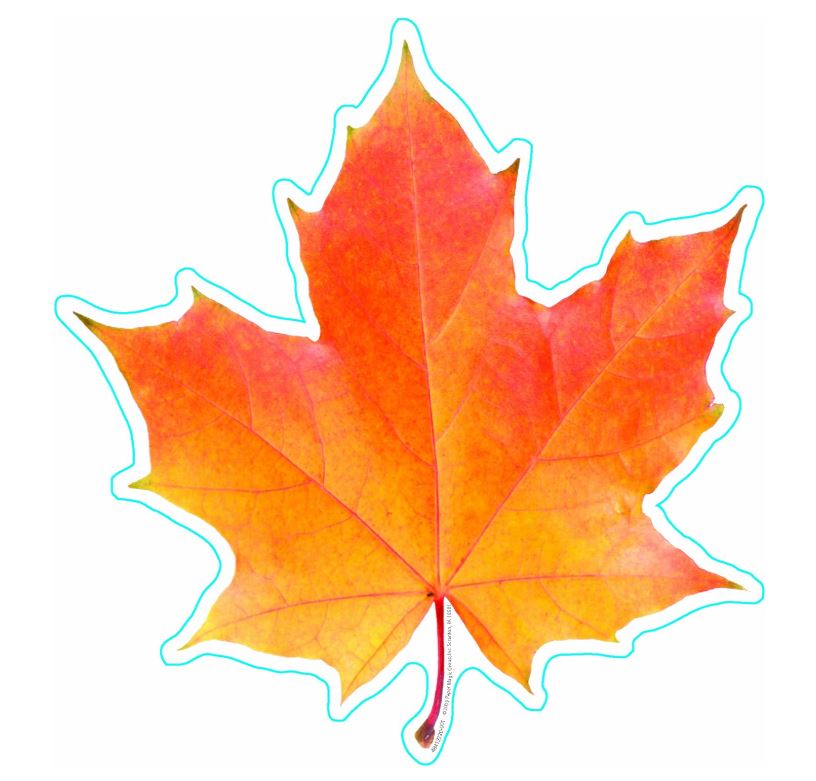 Photo Leaf Paper Cut- Outs PQ. 36