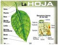 Cartel La Hoja