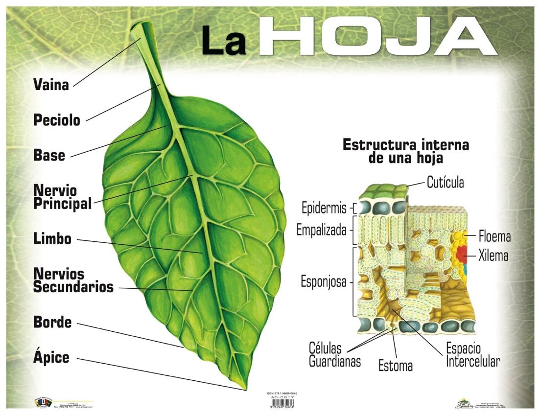 Cartel La Hoja