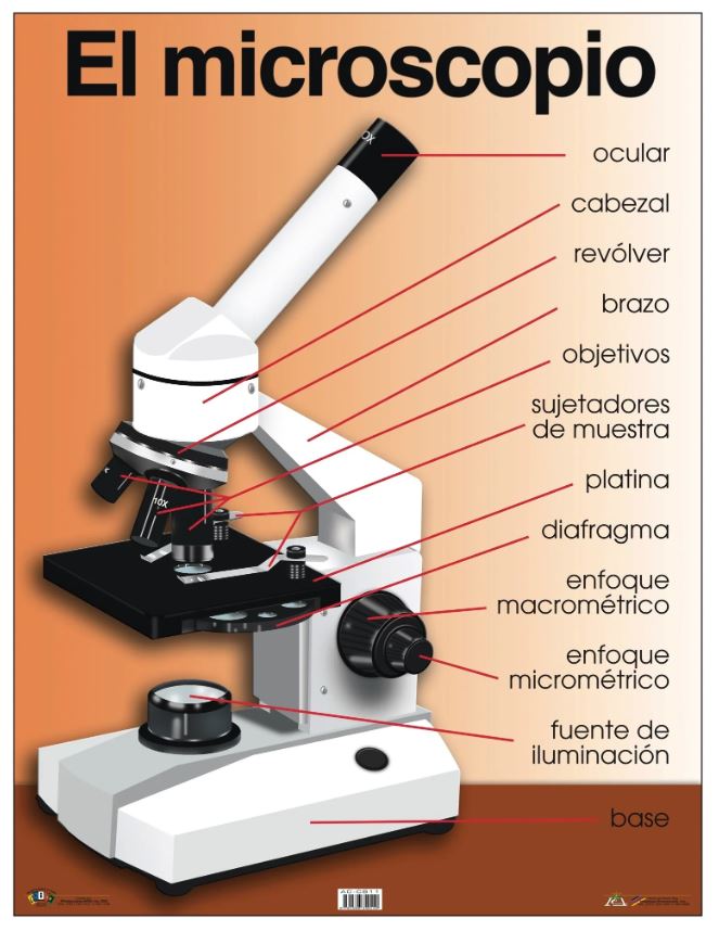 Cartel El Microscopio