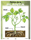 Cartel Las Partes De La Planta