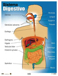 Cartel Sistema Digestivo