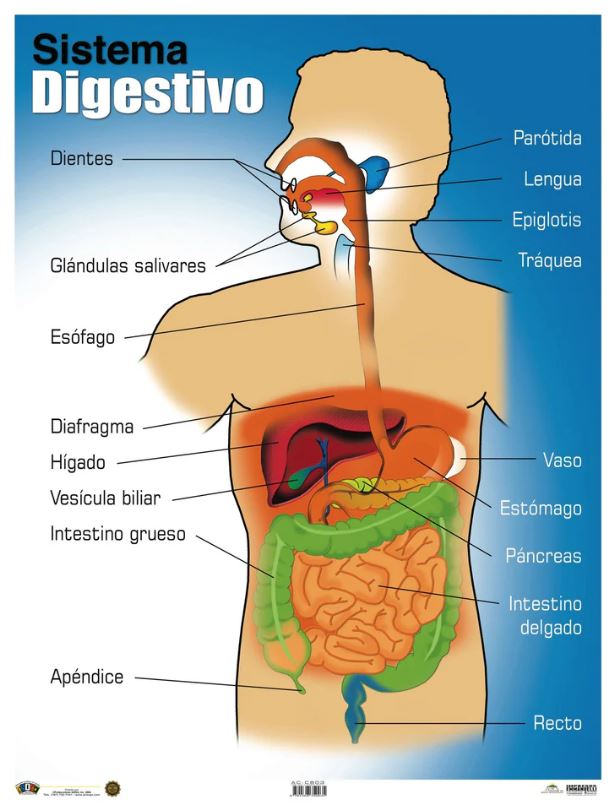 Cartel Sistema Digestivo
