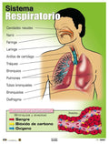 Cartel Sistema Respiratorio