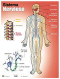 Cartel Sistema Nervioso