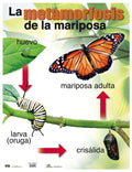 Cartel Metamorfosis De La Mariposa
