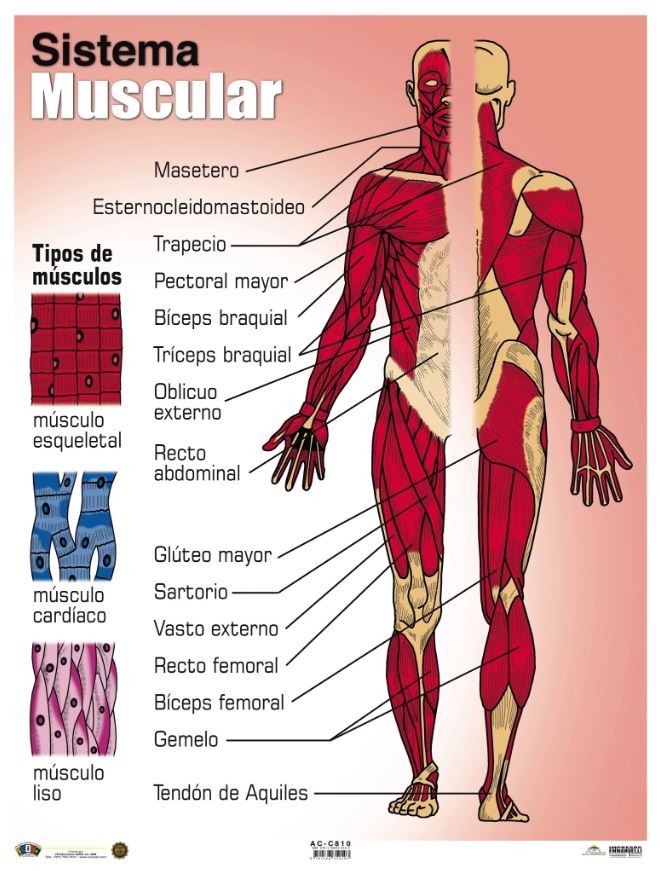 Cartel Sistema Muscular