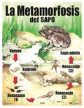 Cartel Metamorfosis Del Sapo