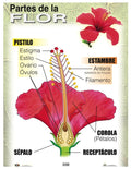 Cartel Las Partes De La Flor