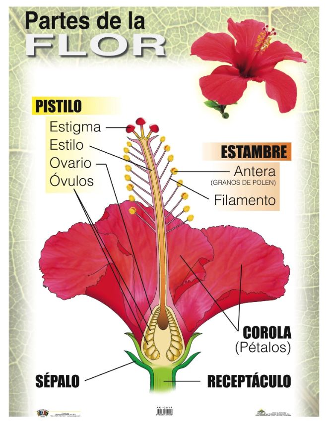 Cartel Las Partes De La Flor