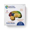 Human Brain Cross-Section Model Soft Foam