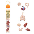 HUMAN ORGANS TOOBS 8 PC