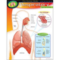 THE HUMAN BODY_x0096_RESPIRATORY SYSTEM CHART