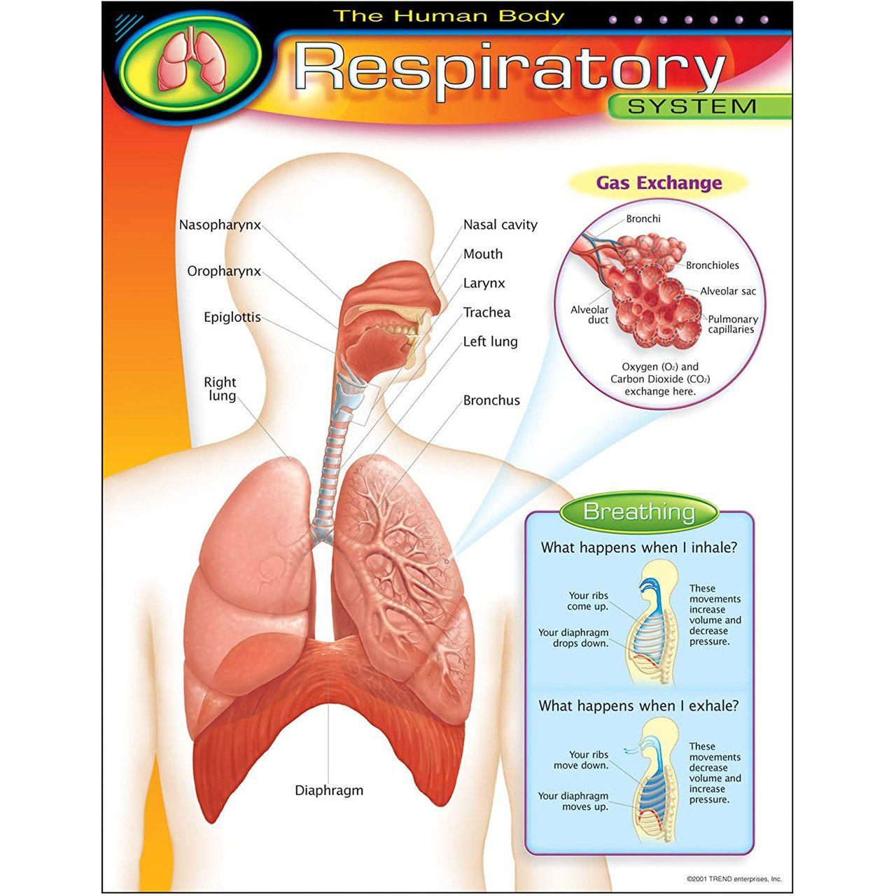 THE HUMAN BODY_x0096_RESPIRATORY SYSTEM CHART