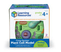 Soft Foam Cross-Section | Plant Cell Model