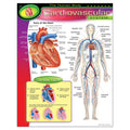 THE HUMAN BODY_x0096_CARDIOVASCULAR CHART