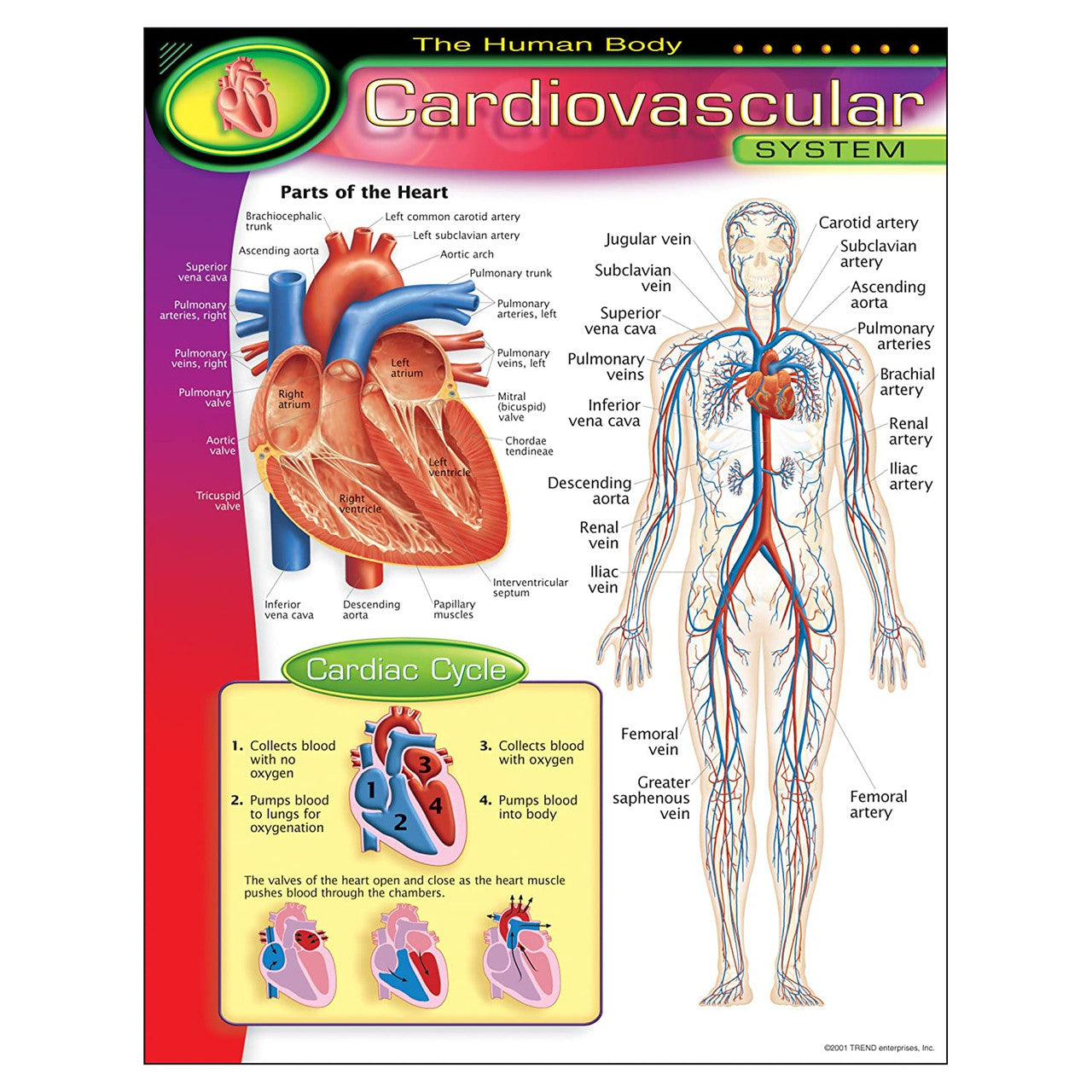 THE HUMAN BODY_x0096_CARDIOVASCULAR CHART