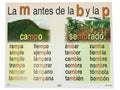 La m antes de la b y la p Cartel