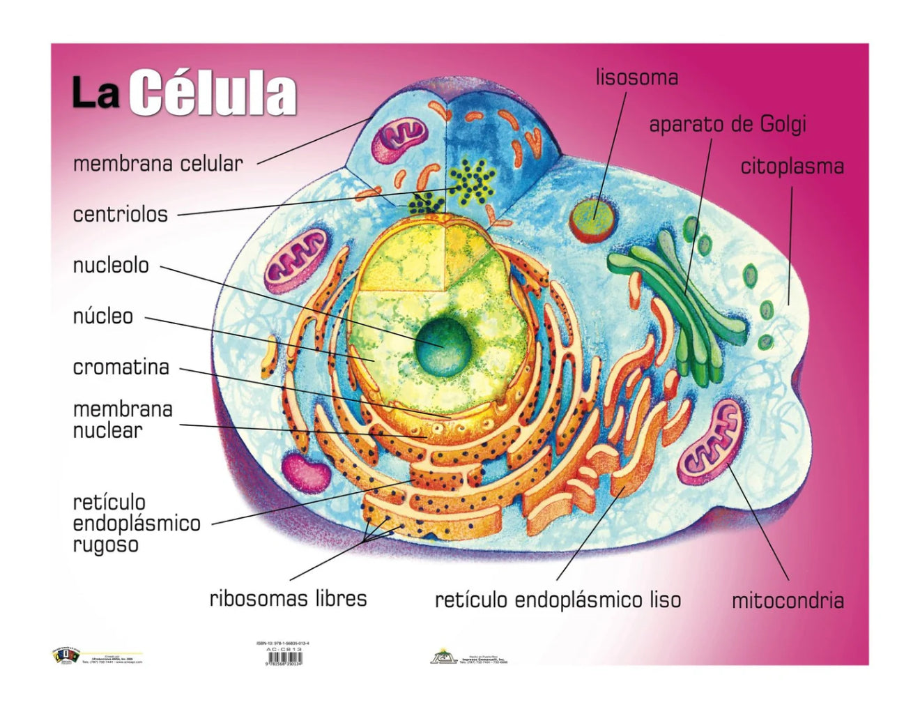 Cartel La Célula