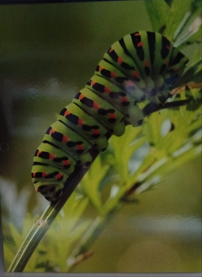 BUGS PORTFOLIOS