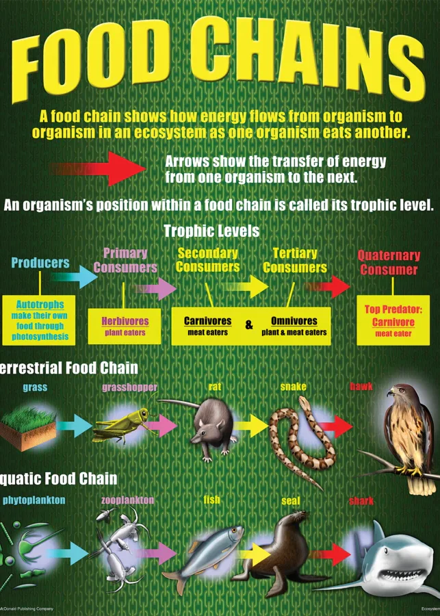 Ecosystems Poster Set