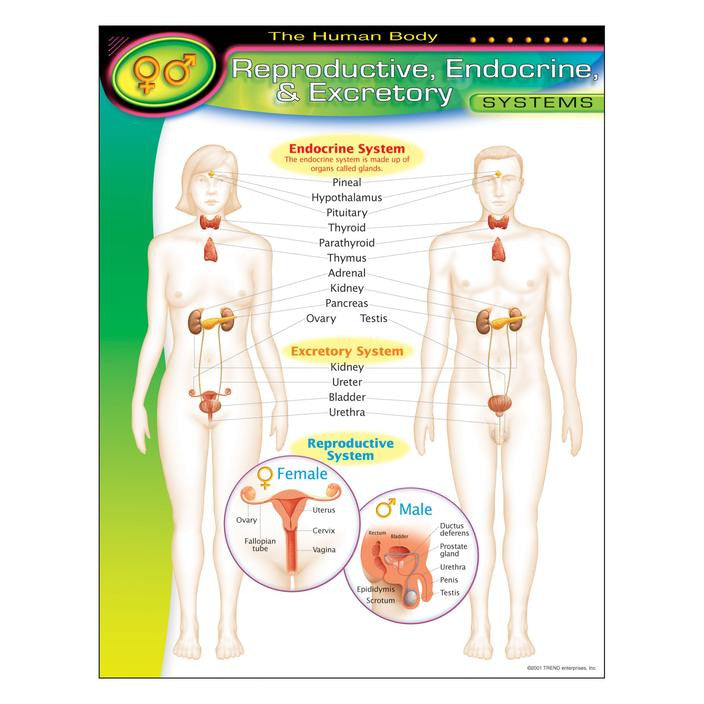 THE HUMAN BODY_x0096_REPRODUCTIVE, ENDOCRINE, EXCRETORY