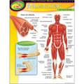THE HUMAN BODY_x0096_MUSCULAR SYSTEM CHART