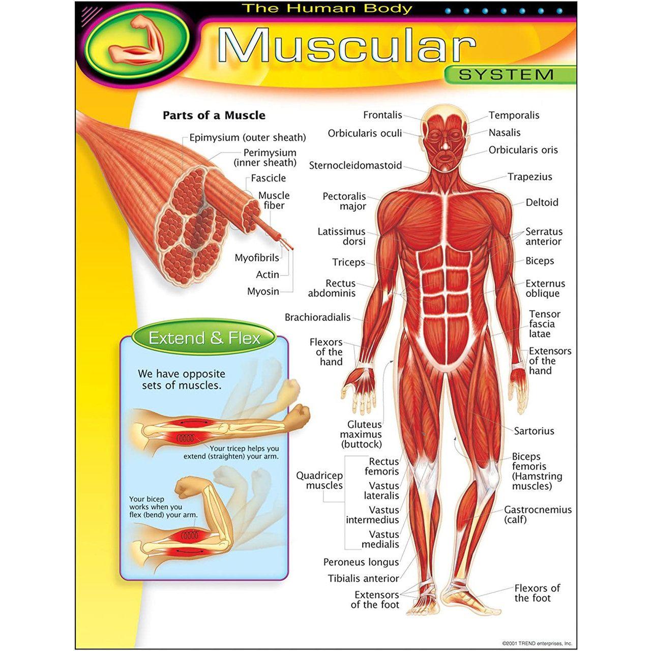THE HUMAN BODY_x0096_MUSCULAR SYSTEM CHART