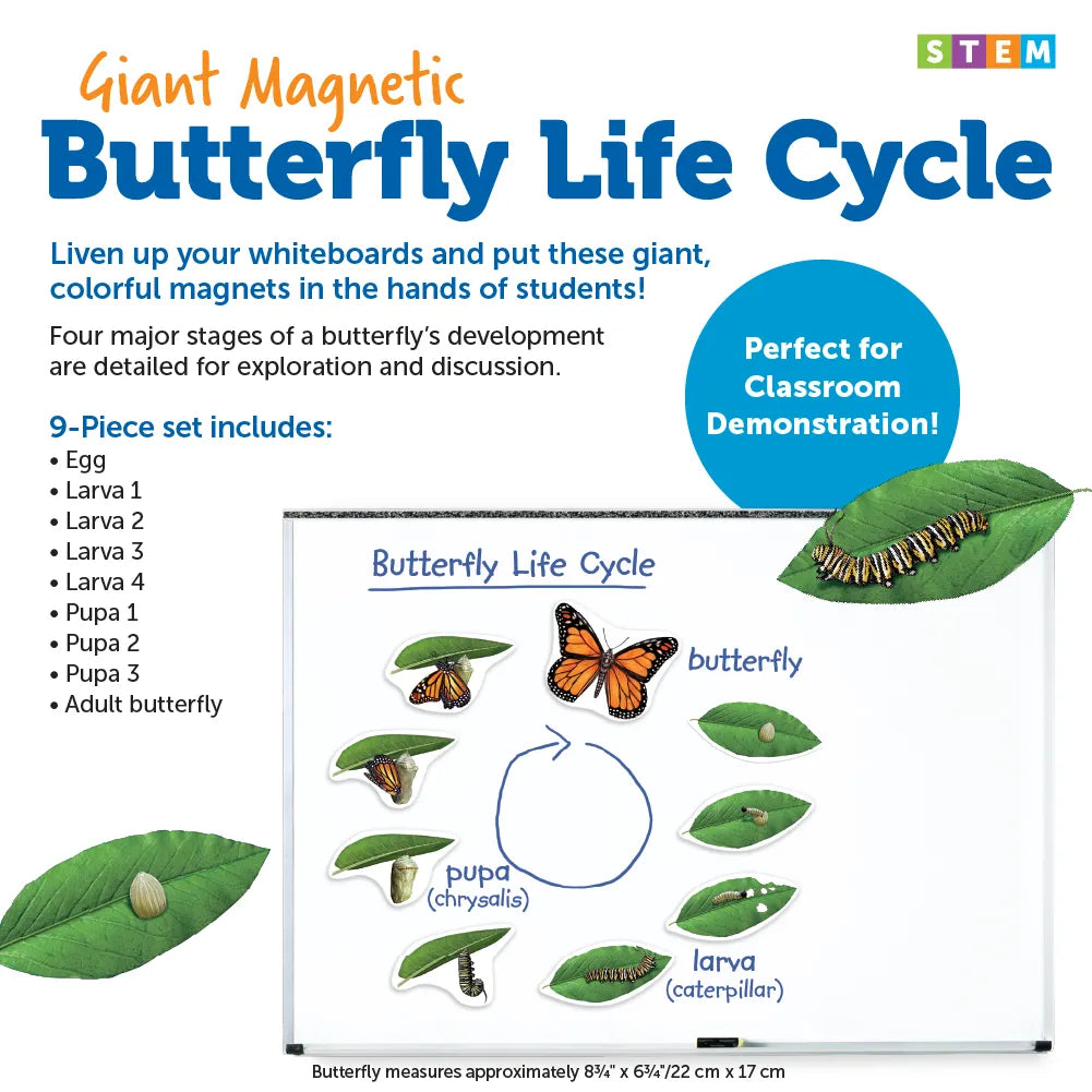 Giant Magnetic Butterfly Life Cycle