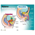 CARTEL SISTEMA REPRODUCTOR