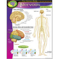 THE HUMAN BODY_x0096_NERVOUS SYSTEM CHART