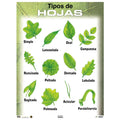 CARTEL TIPOS DE HOJAS